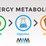 This is How We Burn Ketones for Energy | MWM 2.33