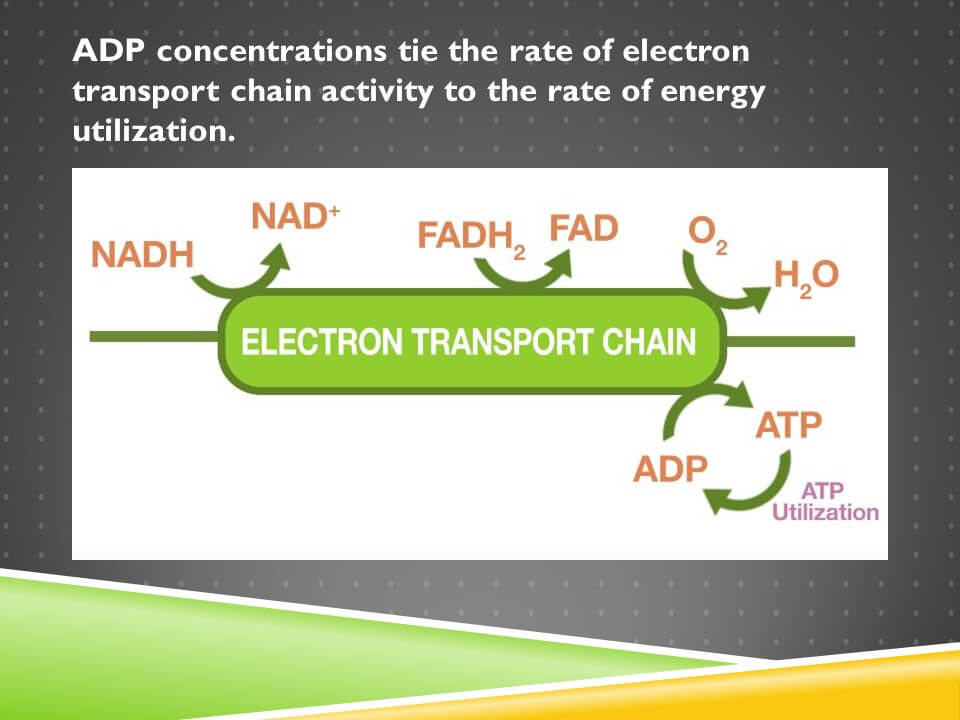 5. Isocitrate & αKetoglutarate Dehydrogenases, AMPK, and